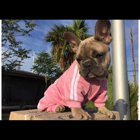 Adidog Pink Tracksuit - Picture 7 of 8